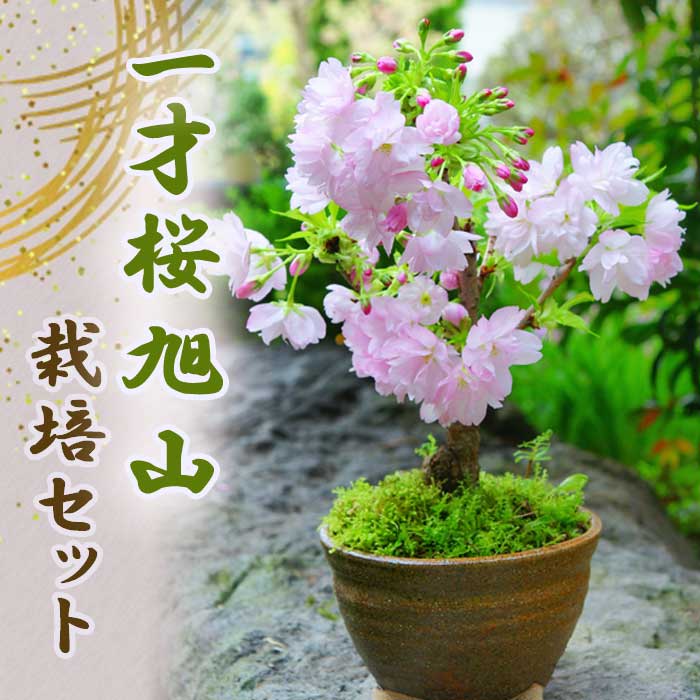一才桜 旭山 栽培 セット 【桜 苗木 1本 ＋ 土 ＋ 信楽焼 陶器鉢