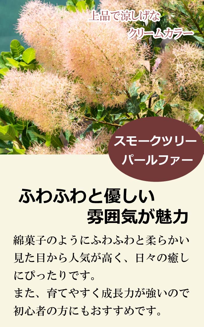 スモークツリー苗木 パールファー 15cmポット 花木 苗 ガーデニング