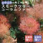 ���⡼���ĥ꡼ ���⡼�� �ĥ꡼ ���� �������ե��� 15����ݥå� ���� �� �����ǥ˥� ���� �դ�⤳ �ե��� �դ�դ� �İ���