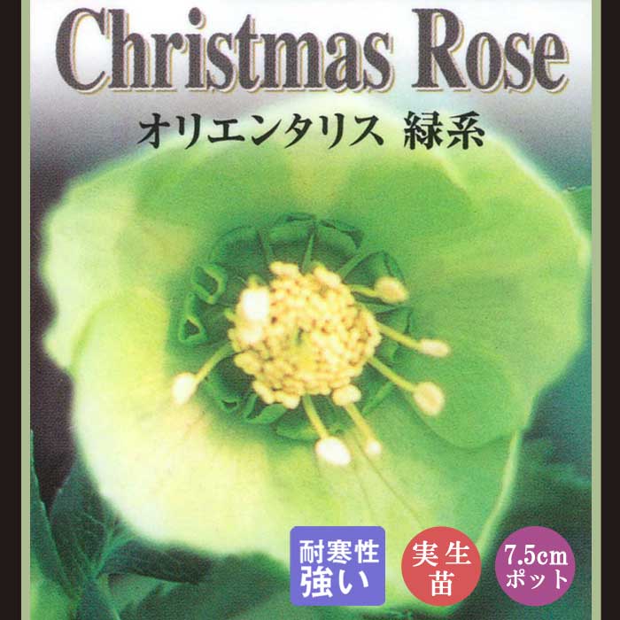 クリスマスローズ 苗 緑系 実生苗 7.5cm 実生 冬 花壇 耐寒性