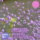 ��ͽ��ۥץ�ߥ��� �ɺ��� �� ���ꥯ�ȥ�� �ҥ塼���åĥ��֥� 12����ݥå� ����ä��󤽤� ¿ǯ��ڣ����Ⱦ���缡ȯ����