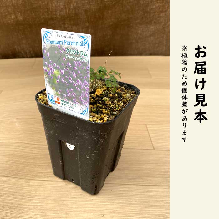 プレミアム 宿根草 苗 タリクトラム ヒューイッツダブル 12cmポット