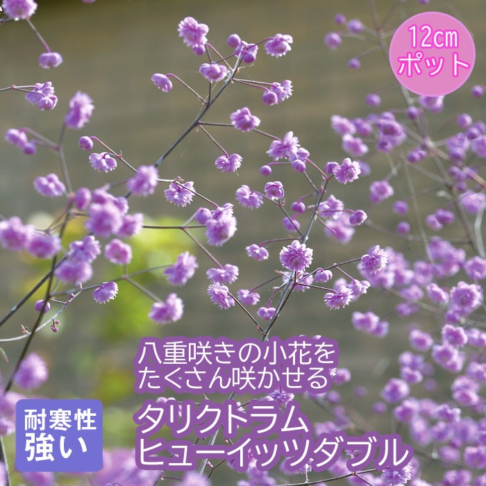 ラメ巻タム草 000000001468_6fWutLv.jpg