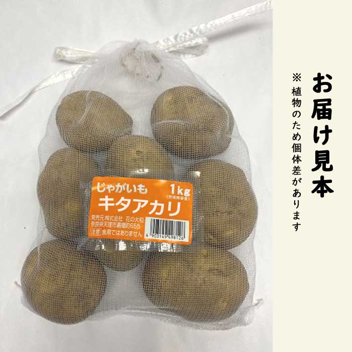 北海道産 じゃがいも 種芋 キタアカリ サイズS〜SS 15kg前後 300玉位 北海道産 じゃがいも 種芋 キタアカリ サイズS〜SS 1.2kg前後 24玉位