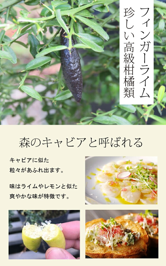 フィンガーライム 苗木 コレット 15cm鉢 柑橘 柑橘苗 自家結実