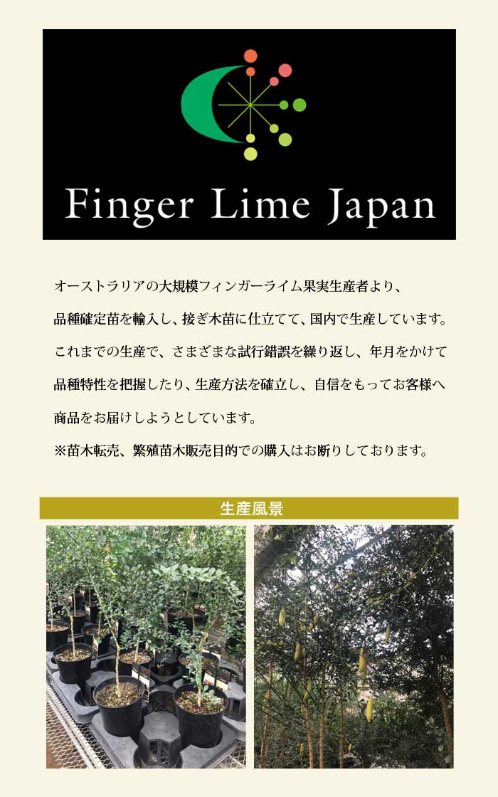 フィンガーライム カクテルツリー コレット と 謎柑橘 コレット