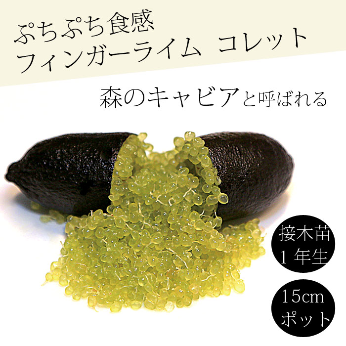 フィンガーライム 苗木 コレット 15cm鉢 柑橘 柑橘苗 自家結実性