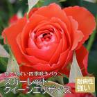 �Х� �� ��������åȥ������󥨥ꥶ�٥� ��Ƥ䤹�� �͵��餭 12����ݥå� 2ǯ������ ���� �����ǥ� �� ������ rose