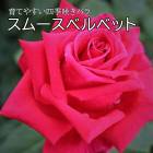 �Х� �� ���ࡼ���٥�٥å� ��Ƥ䤹�� �͵��餭 12����ݥå� 2ǯ������ ���� �����ǥ� �� ������ rose Smooth Velvet