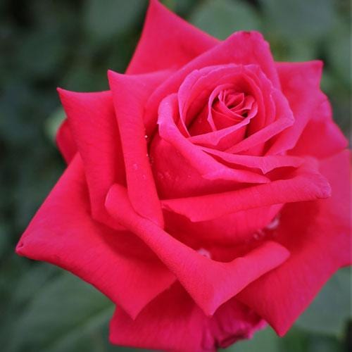 バラ 苗 スムースベルベット 育てやすい 四季咲き 12cmポット 2年生