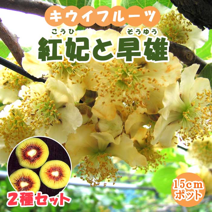 紅いキウイ 2種セット(紅妃と早雄) 15cmポット 苗 レインボーレッド