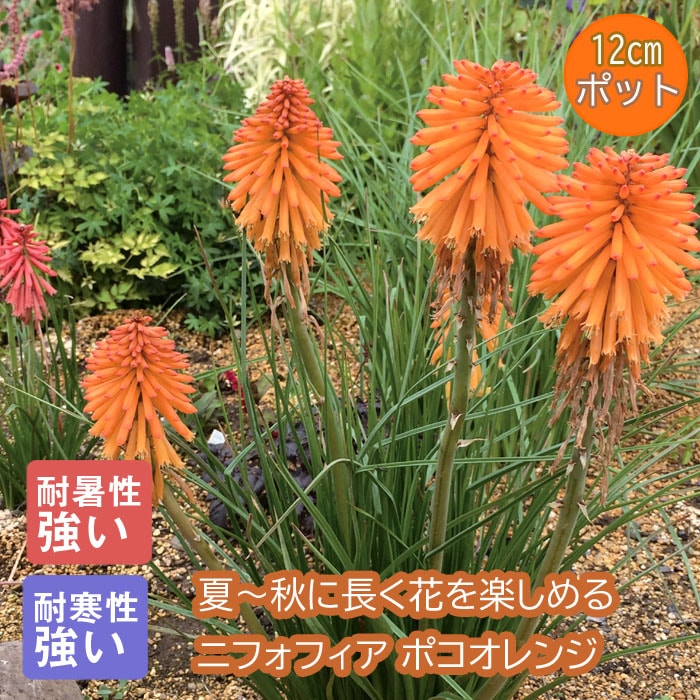10月中下旬より順次発送】プレミアム 宿根草 苗 ニフォフィア ポコ