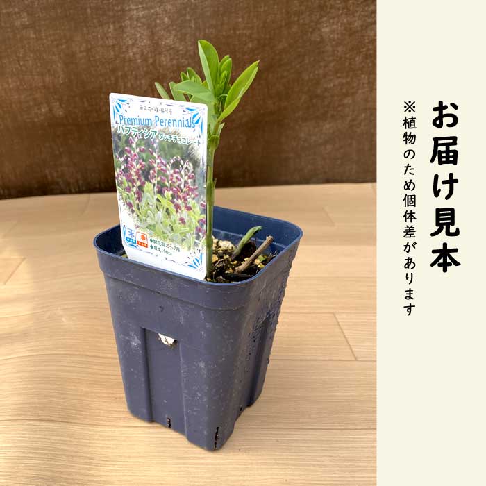 プレミアム 宿根草 苗 バプティシア ダッチ チョコレート 12cmポット