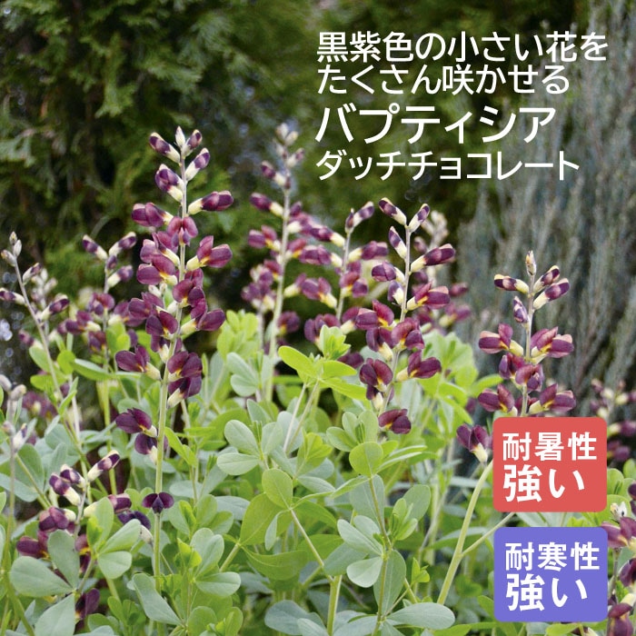 プレミアム 宿根草 苗 バプティシア ダッチ チョコレート 12cmポット