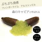 �ե��󥬡��饤�� ����  ���륹�ȥ�ӥ� 15���ȭ ���� ������ ���ȷ���� ���� ����ӥ��饤�� �ե��󥬡��饤�ॸ��ѥ� 1ǯ���� ����̵��