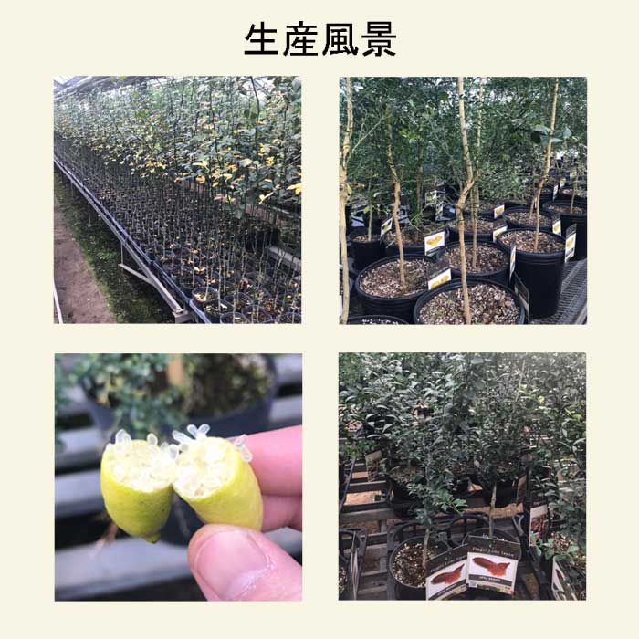 フィンガーライム 苗木 ピンクアイス 15cm鉢 柑橘 柑橘苗 自家