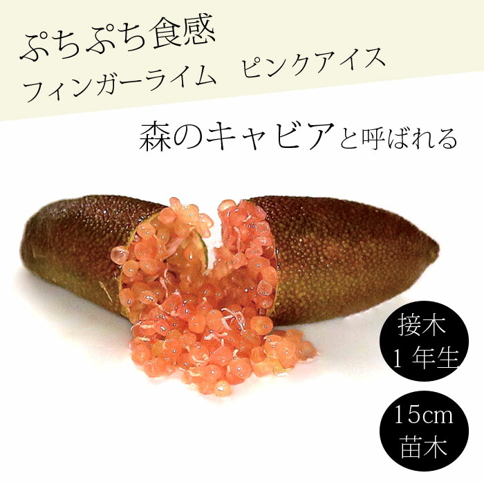 フィンガーライム 苗木 ピンクアイス 15cm鉢 柑橘 柑橘苗 自家結実性