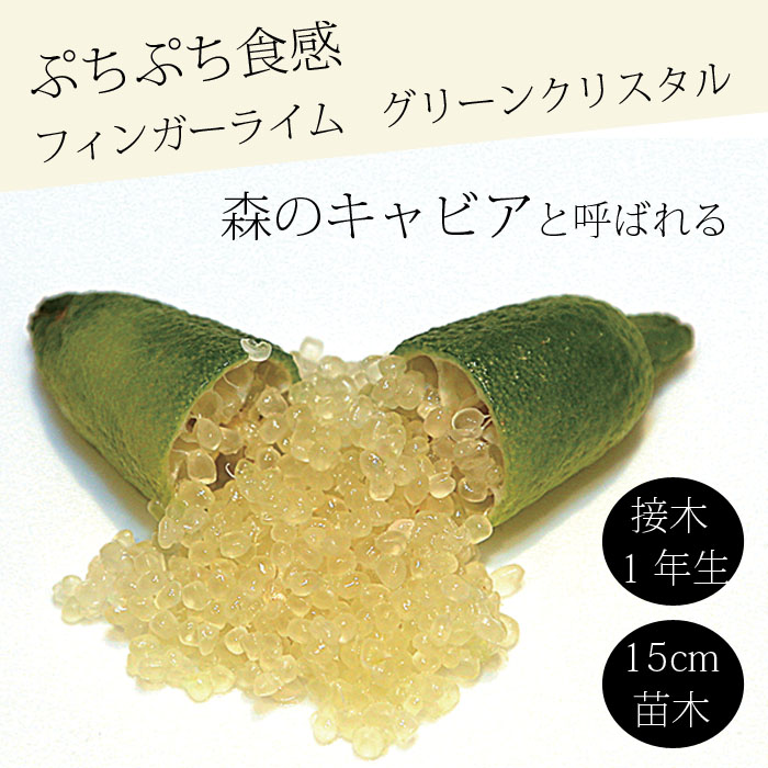 フィンガーライム 苗木 グリーンクリスタル 15cm鉢 柑橘 柑橘