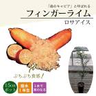 �ե��󥬡��饤�� ����  ���������� 15���ȭ ���� ������ ���ȷ���� ���� ����ӥ��饤�� �ե��󥬡��饤�ॸ��ѥ� 1ǯ���� ����̵��