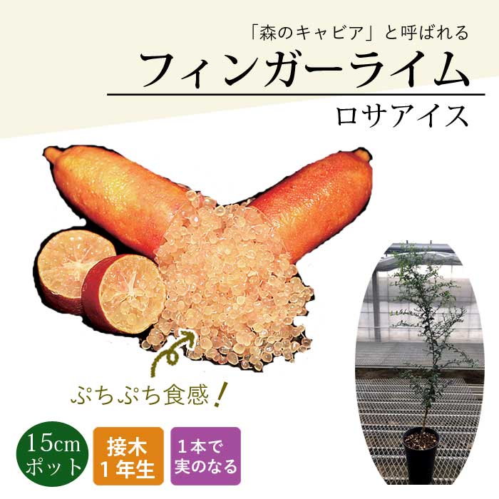 柑橘2年生　フィンガーライム接木苗／苗　まとめて3鉢　撮影品発送 2年生 フィンガーライム接木苗 7鉢セット 4.5号鉢 果肉カラー