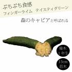 �ե��󥬡��饤�� ����  �ƥ����ƥ������꡼�� 15���ȭ ���� ������ ���ȷ���� ���� ����ӥ��饤�� �ե��󥬡��饤�ॸ��ѥ� 1ǯ���� ����̵��