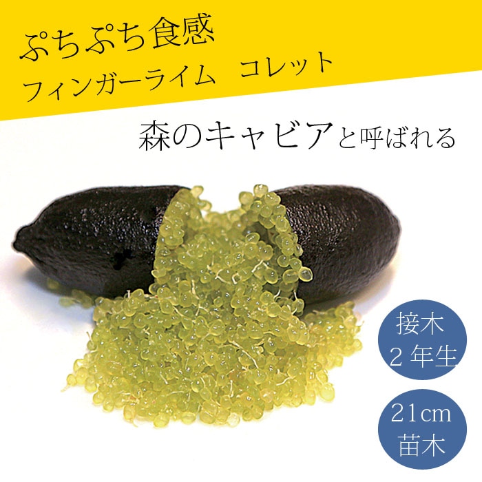 フィンガーライム 苗木 コレット 21cm鉢 柑橘 柑橘苗 自家結実性