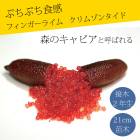 �ե��󥬡��饤�� ����  ����ॾ�󥿥��� 21���ȭ ���� ������ ���ȷ���� ���� ����ӥ��饤�� �ե��󥬡��饤�ॸ��ѥ� 2ǯ���� ����̵��