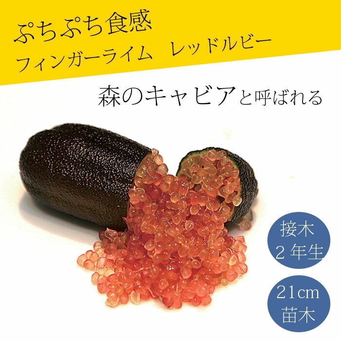 フィンガーライム 苗木 レッドルビー 21cm鉢 柑橘 柑橘苗 自家結実性