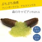 �ե��󥬡��饤�� ����  ���륹�ȥ�ӥ� 21���ȭ ���� ������ ���ȷ���� ���� ����ӥ��饤��  �ե��󥬡��饤�ॸ��ѥ� 2ǯ���� ����̵��