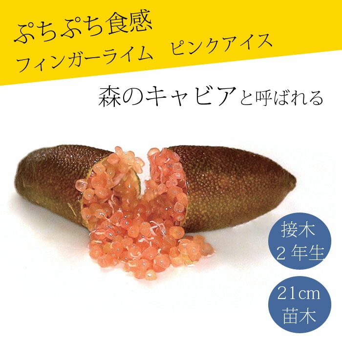 4年生果実つきフィンガーライム接木苗／ピンクアイス　樹高100cm 5号鉢 4年生 フィンガーライム接木苗／苗木 ピンクアイス 5号鉢 樹高90