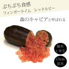 �ե��󥬡��饤�� ����  ��åɥ�ӡ� 15���ȭ ���� ������ ���ȷ���� ���� ����ӥ��饤�� �ե��󥬡��饤�ॸ��ѥ� 1ǯ���� ����̵��