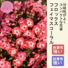 ��ͽ��ۥץ�ߥ��� �ɺ��� �� �ե��å��� �ե����ޥ�������� 12����ݥå� ����ä��󤽤� ¿ǯ��ڣ����Ⱦ���缡ȯ����