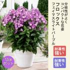 ��ͽ��ۥץ�ߥ��� �ɺ��� �� �ե��å��� �ե����ޥ��饤�ȥѡ��ץ� ��������ݥå� ����ä��󤽤� ¿ǯ��ڣ����Ⱦ���缡ȯ����