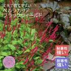 ��ͽ��ۥץ�ߥ��� �ɺ��� �� �ڥ륷���ꥢ �֥�å��ե������ 12����ݥå� ����ä��󤽤� ¿ǯ��ڣ����Ⱦ���缡ȯ����