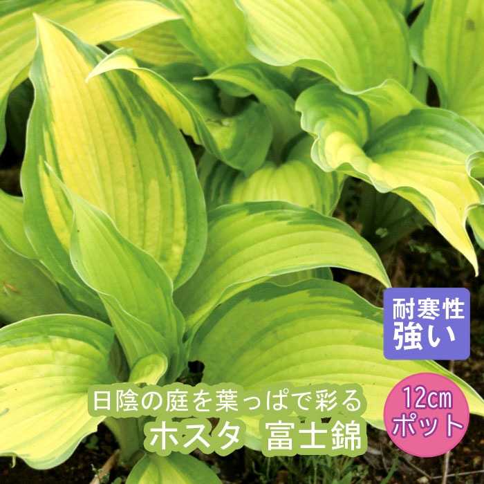 プレミアム 宿根草 苗 ホスタ 富士錦 12cmポット しゅっこん