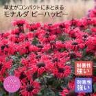 ��ͽ��ۥץ�ߥ��� �ɺ��� �� ��ʥ�� �ӡ��ѥåԡ� 12����ݥå� ����ä��󤽤� ¿ǯ��ڣ����Ⱦ���缡ȯ����