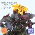 ��ͽ��ۥץ�ߥ��� �ɺ��� �� �ꥰ��ꥢ �ѥ�ɥ� 12����ݥå� ����ä��󤽤� ¿ǯ��ڣ����Ⱦ���缡ȯ����