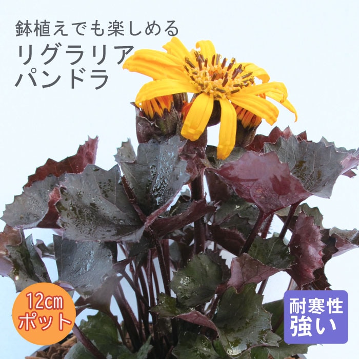 山野草　カリアンテマム　ファレリ 　大株D 山野草 カリアンテマム ファレリ 大株D