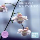 ��ͽ��ۥץ�ߥ��� �ɺ��� �� ��󥲥��祦��12����ݥå� ����ä��󤽤� ¿ǯ��ڣ����Ⱦ���缡ȯ����