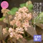 �ץ�ߥ��� �ɺ��� �� ����� �֥��󥺥ӥ塼�ƥ��� 12����ݥå� ����ä��󤽤� ¿ǯ��