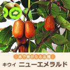 ͽ   ˥塼 15ݥå 1ܤǼ¤Τʤ ʪ ȷ  ե롼 ̼   ̵11ܤ缡ȯ