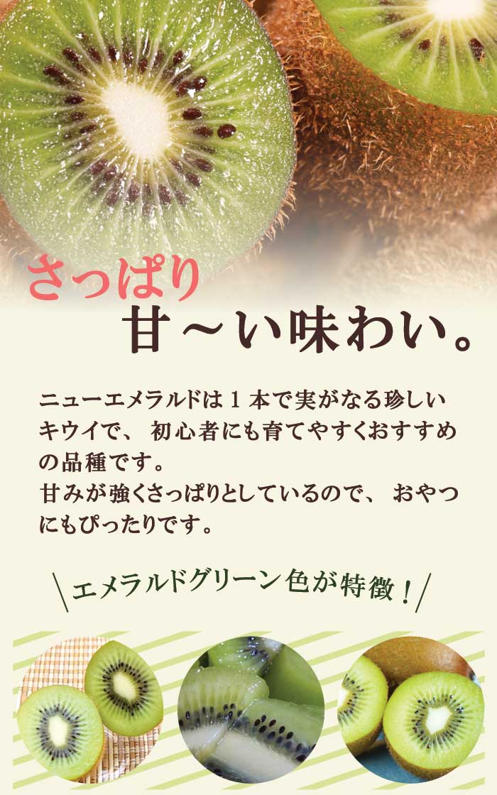 キウイ 苗 ニューエメラルド 15cmポット 1本で実のなる 果物 自家
