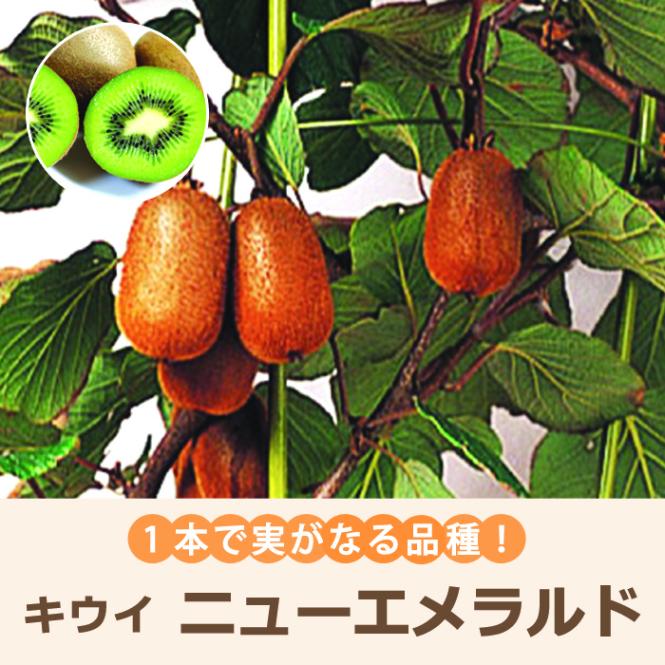 キウイ 苗 ニューエメラルド 15cmポット 1本で実のなる 果物 自家