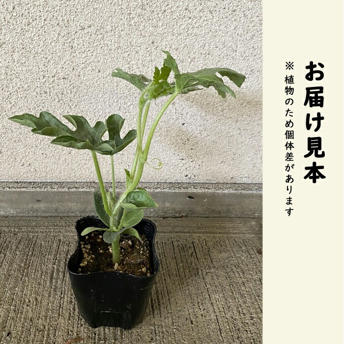 接木 野菜 苗 すいか 祭りばやしUT 赤大玉 耐病性 スイカ 9cmポット