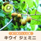 ͽ   ߥ 15ݥå 1ܤǼ¤Τʤ  ȷ ˡ ե롼  ̼   ̵11ܤ缡ȯ