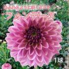 ���ꥢ �庬 �տ��� �� ���դ�餭 ���ꥢ�� �ե���ơ��� 1�� dahlia �֤�����