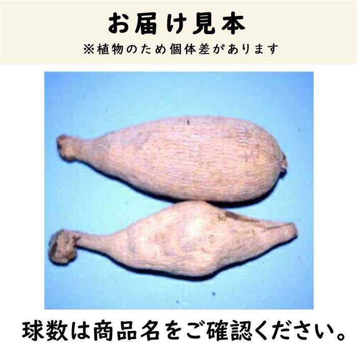 球根　ダリア ダリアの球根ヘルプ！ : r/gardening