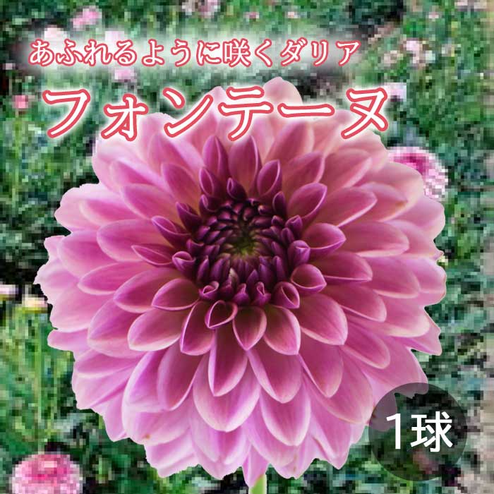 ダリア 球根 春植え 【 あふれ咲き ダリア】 フォンテーヌ 1球 dahlia