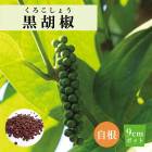 ��ͽ�����۹���ܥ ���������礦 �֥�å��ڥåѡ� ��ܥ 9����ݥå� ���� �� ����� ���ѥ��� �ȥ��ԥ����5����ܤ��缡ȯ����