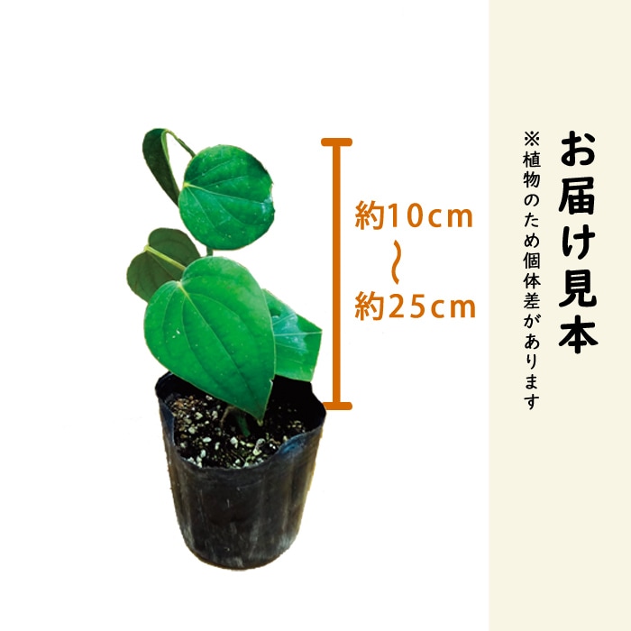 黒胡椒 くろこしょう ブラックペッパー 胡椒 9cmポット 自根 苗